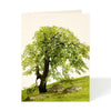 files/oakhill.webp