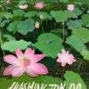 Lotus Flowers - Kenilworth Garden