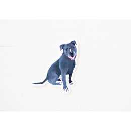 Pit Bull Sticker