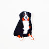 products/bernese.jpg